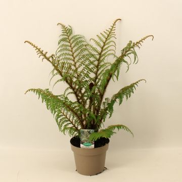 Cyathea tomentosissima 'Highland Lace'