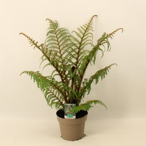 Cyathea tomentosissima 'Highland Lace'