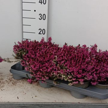 Erica carnea WINTERLADIES SARAH