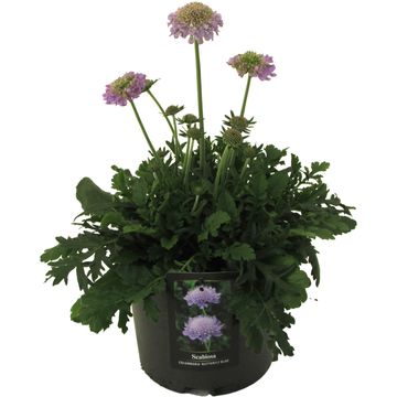 Scabiosa columbaria 'Butterfly Blue'