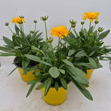 Кореопсис grandiflora 'Presto'