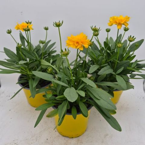 Кореопсис grandiflora 'Presto'
