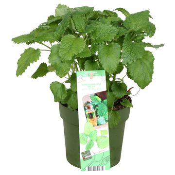 Melissa officinalis 'Relax'