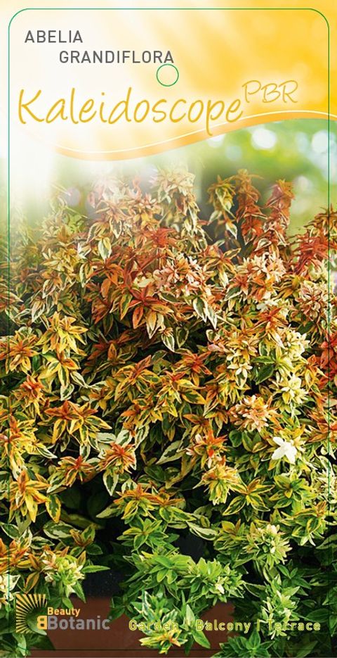 Abelia x grandiflora 'Калейдоскоп'