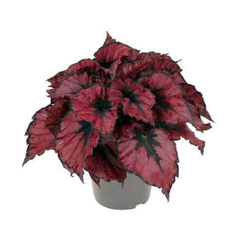 Begonia KOHALA RED