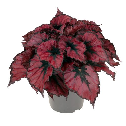 Begonia KOHALA RED