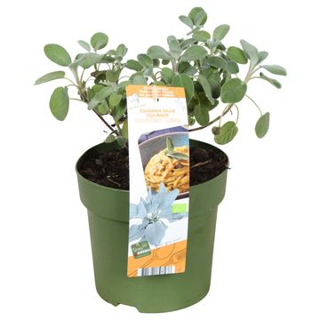 Salvia officinalis 'Culinaria'