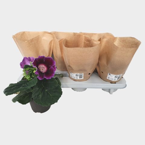 Sinningia 'Avanti Blue'