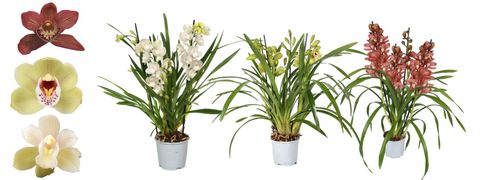 Cymbidium MIX