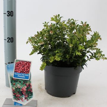 Vaccinium vitis-idaea FIREBALLS