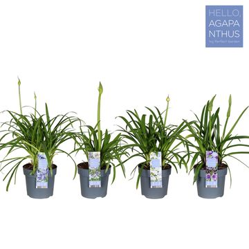 Agapanthus MIX