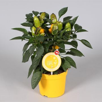 Capsicum annuum 'Samba Yellow'