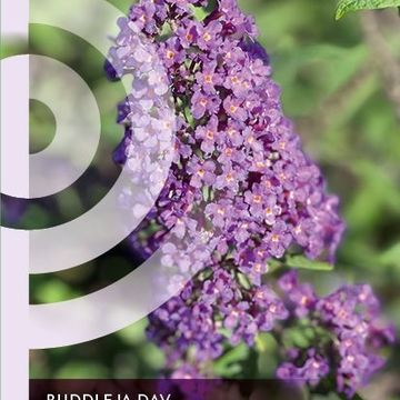 Buddleja davidii 'Ile de France'