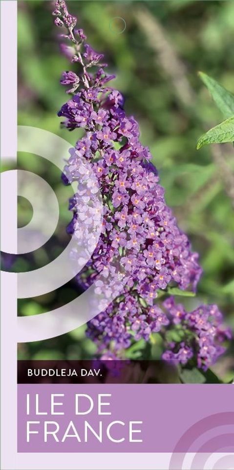 Buddleja davidii 'Ile de France'