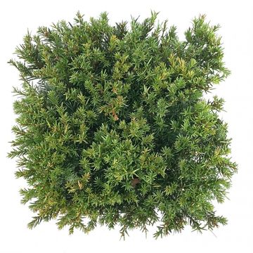 Taxus x media 'Groenland'