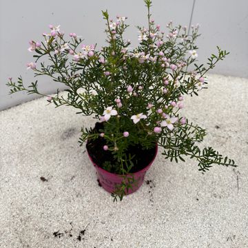 Boronia anemonifolia 'Pink Star'