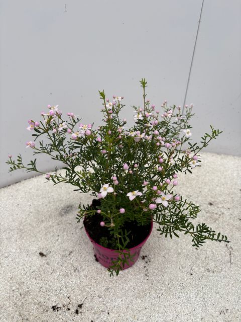 Boronia anemonifolia 'Pink Star'