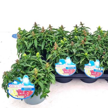 Antirrhinum MIX IN POT
