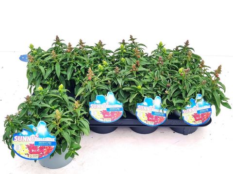 Antirrhinum MIX IN POT
