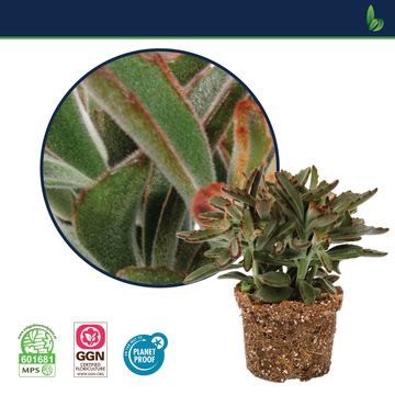 Kalanchoe tomentosa