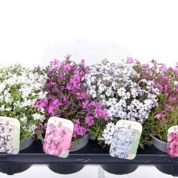 Phlox SUBULATA MIX