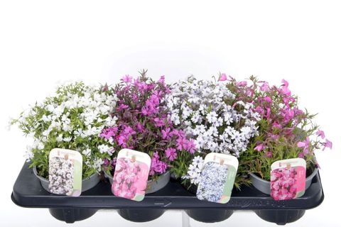 Phlox SUBULATA MIX