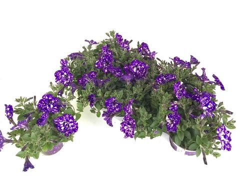 Petunia NIGHT SKY