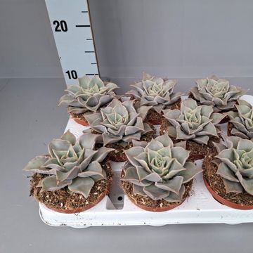Echeveria 'Madiba'