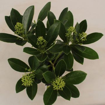 Skimmia japonica 'Finchy'