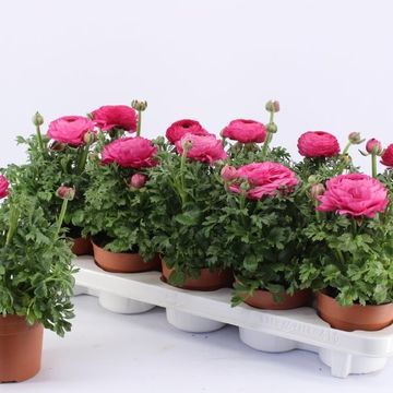Ranunculus asiaticus 'Sprinkles Pink'