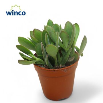 Crassula 'Rusby'