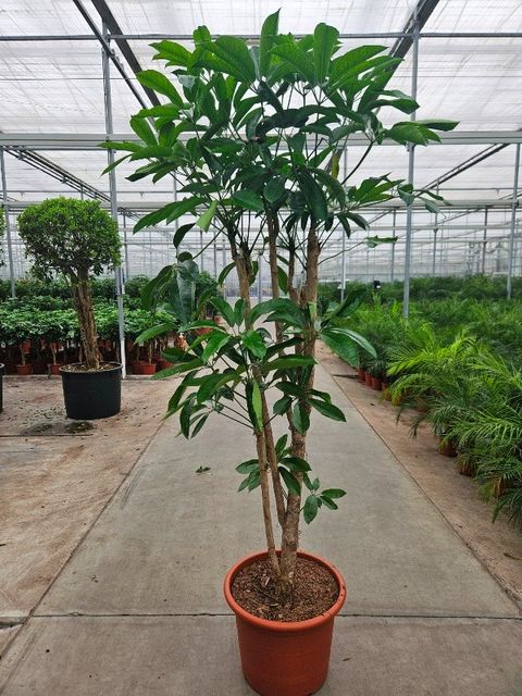 Schefflera actinophylla 'Amate'