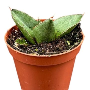 Sansevieria 'Opera House'