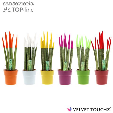 Sansevieria cylindrica VELVET TOUCHZ MIX