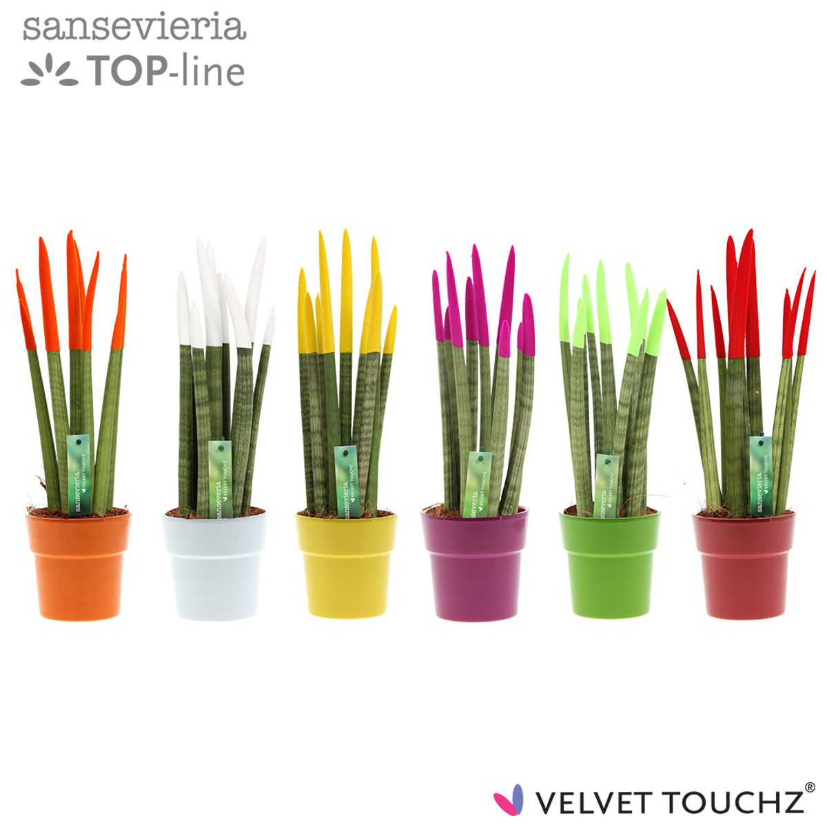 Sansevieria cylindrica VELVET TOUCHZ MIX — Toptan Bitki Satışı