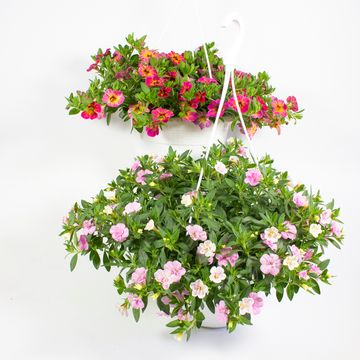 Calibrachoa MIX