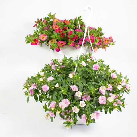 Calibrachoa MIX