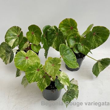 Begonia 'Rouge Variegata'