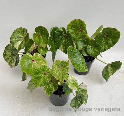 Begonia 'Rouge Variegata'