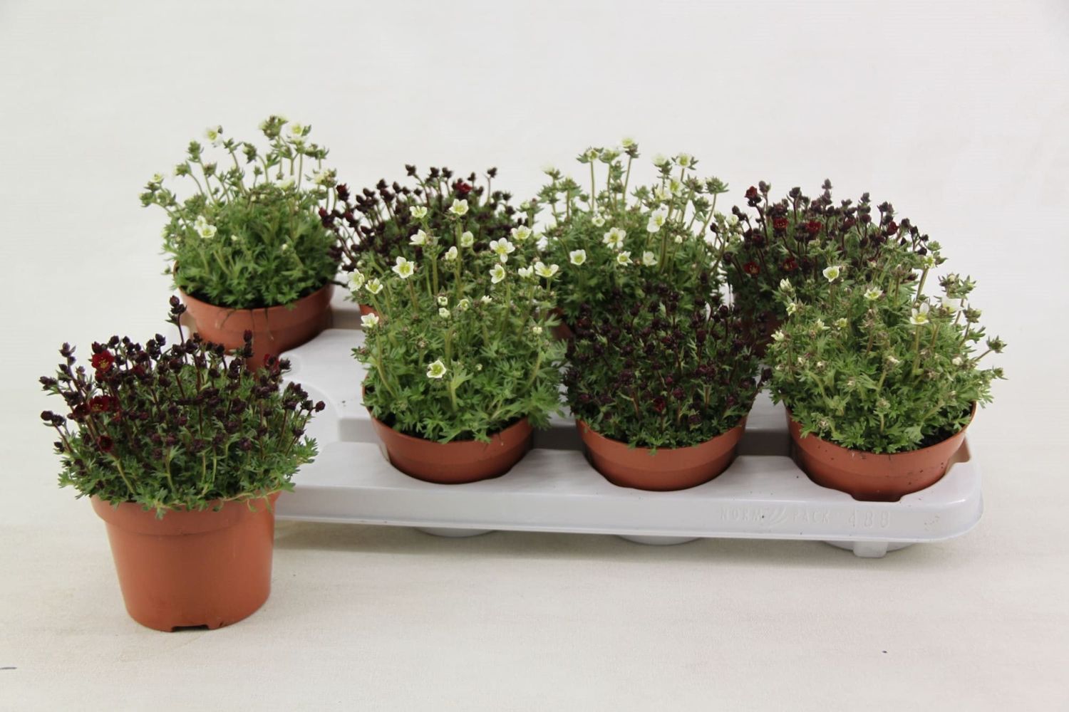 Saxifraga MIX — Plant Wholesale FlorAccess