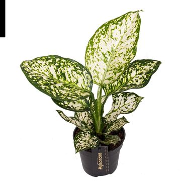 Aglaonema 'Ivory Jade'