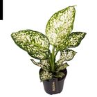 Aglaonema 'Ivory Jade'