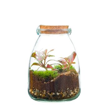 Arrangemang Terrarium