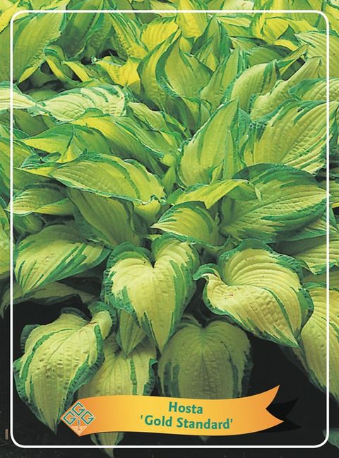 Hosta 'Gold Standard'