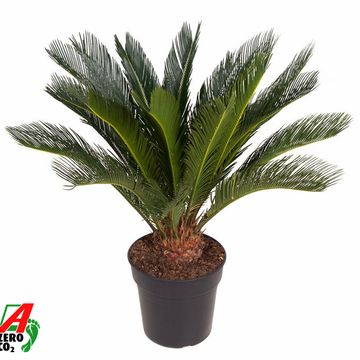 Cycas revoluta