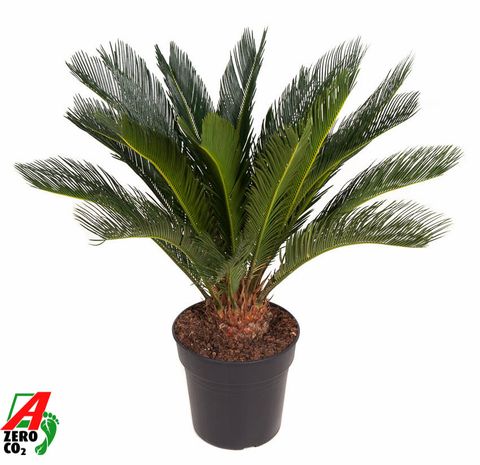 Cycas revoluta