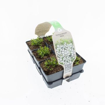Диантус deltoides 'Albiflorus'