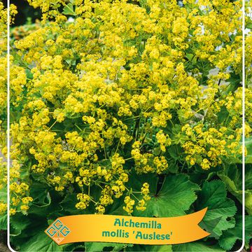 Alchemilla mollis MIX