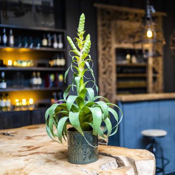 Tillandsia 'Samantha'