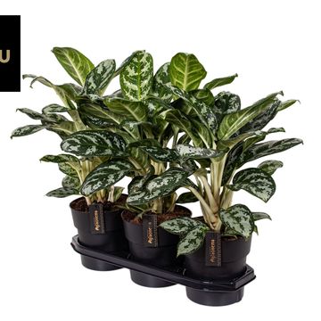 Aglaonema 'Amazon Silver'